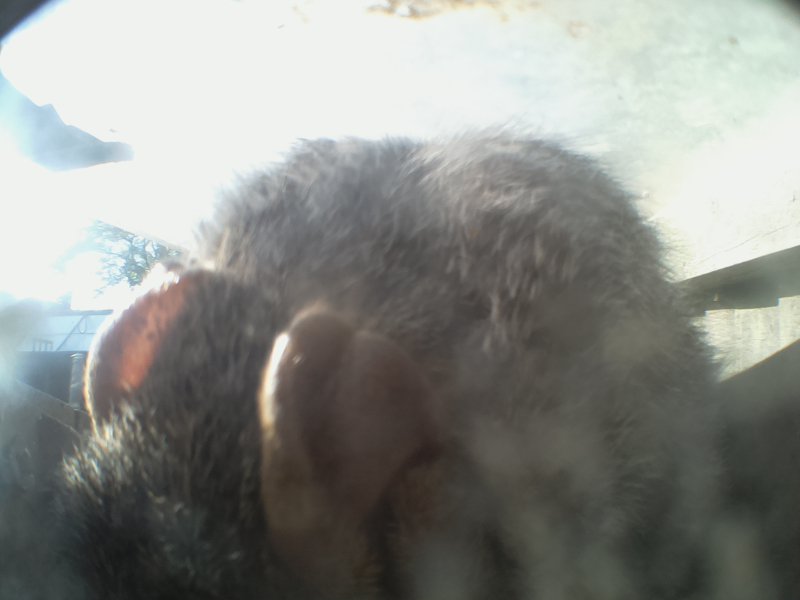 feeder_squirrel's tweet photo. Feeder Visits: 74, Barometric Pressure: 990 hPa, Outside Temp: 17.687C  #SquirrelFeeder https://t.co/RNf8yO5Kha