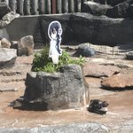 恋するペンギンとして一躍有名になったグレープくん!辛すぎる過去と現実を背負っていたことが判明!