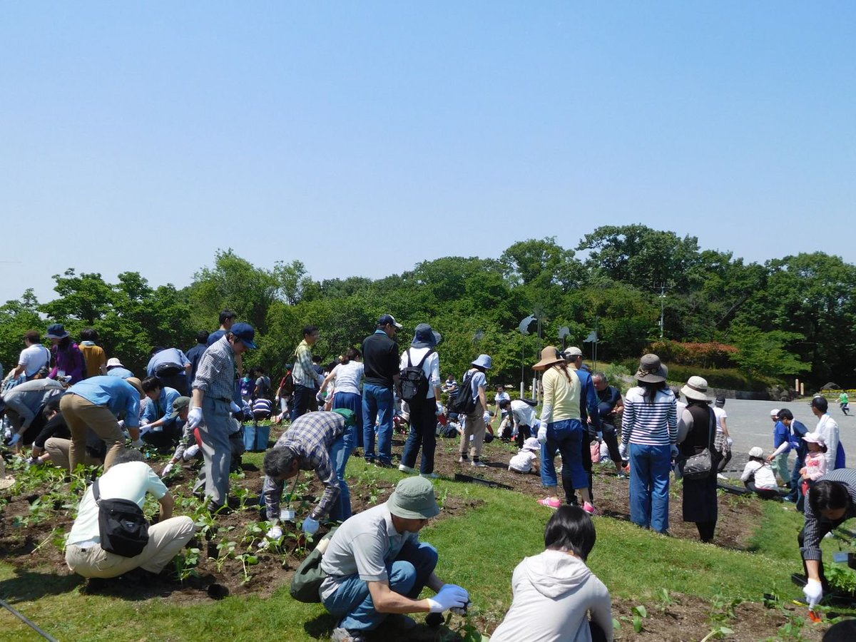 higashiyamapark's tweet photo. 本日、花いっぱいプロジェクトにて、植物園お花畑の花壇の植え替えを行いました。ヒマワリを中心とした花壇で、14品種約5300株の苗を植え付けました。夏を思わせる大変暑い一日でしたが、皆さんの頑張りもあり、あっという間に終わりました。一面のヒマワリ畑になるのが今から楽しみですね♪ https://t.co/TBNT4kWUPs