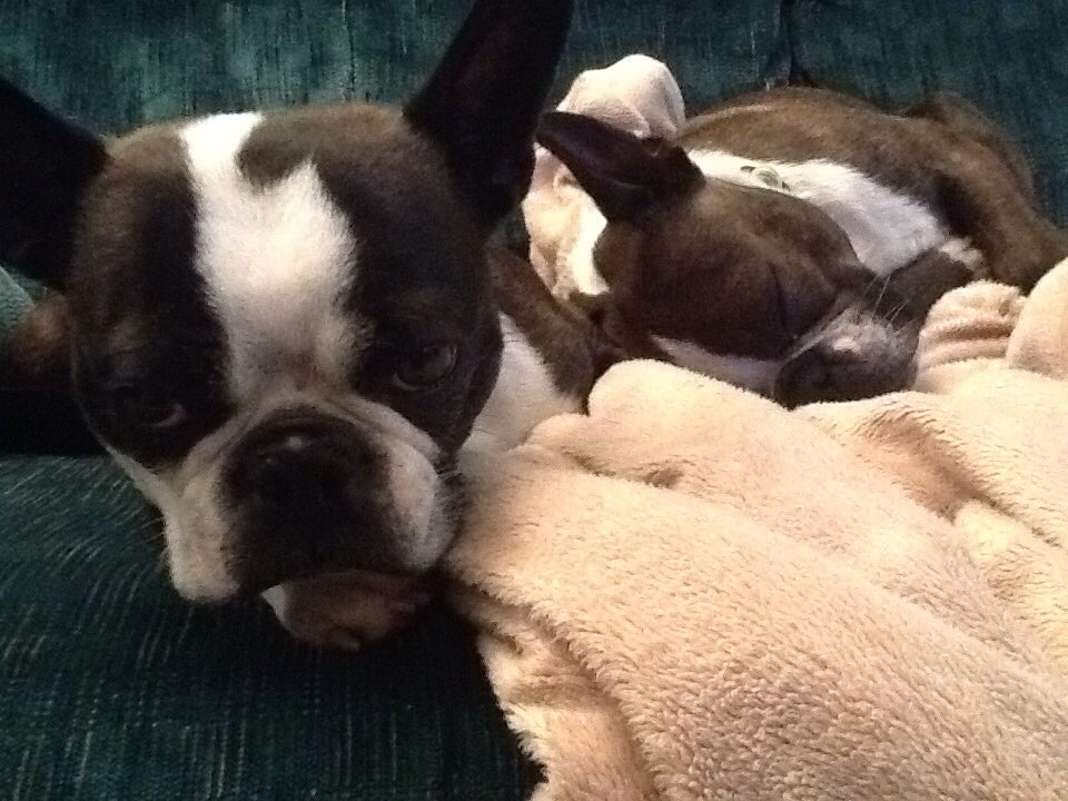 sandbott's tweet image. I don't want to play! I wanna sleep, so this is as close as I'm willing to get to him! #mybrothersometimesannoyme