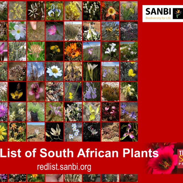 missearth_sa's tweet photo. Did you know that one in four SouthAfrican plant species is of conservation concern? #RedList #EndangeredSpeciesDay @SANBI_ZA @environmentza https://t.co/8p3jfJqWGN