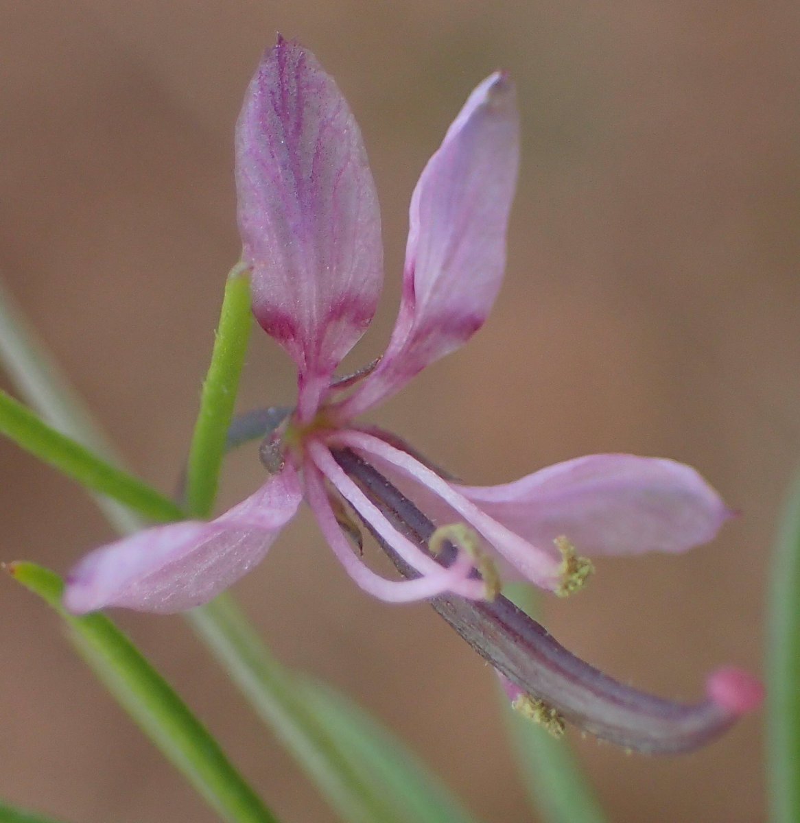 missearth_sa's tweet photo. Did you know that one in four SouthAfrican plant species is of conservation concern? #RedList #EndangeredSpeciesDay @SANBI_ZA @environmentza https://t.co/8p3jfJqWGN