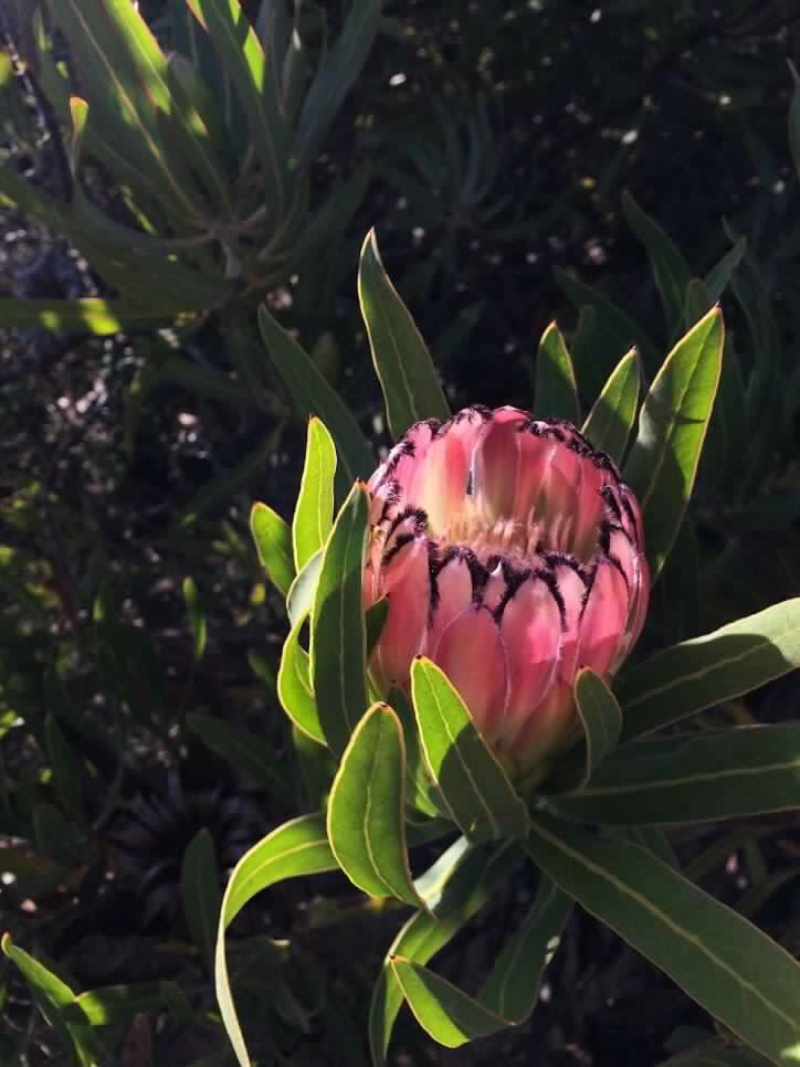 missearth_sa's tweet photo. Did you know that one in four SouthAfrican plant species is of conservation concern? #RedList #EndangeredSpeciesDay @SANBI_ZA @environmentza https://t.co/8p3jfJqWGN