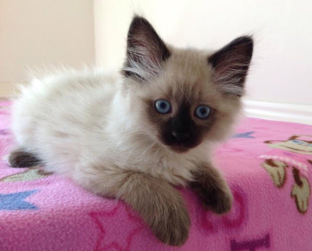 catsnkittys's tweet photo. What a delightful little kitten... https://t.co/s2VguSyadB