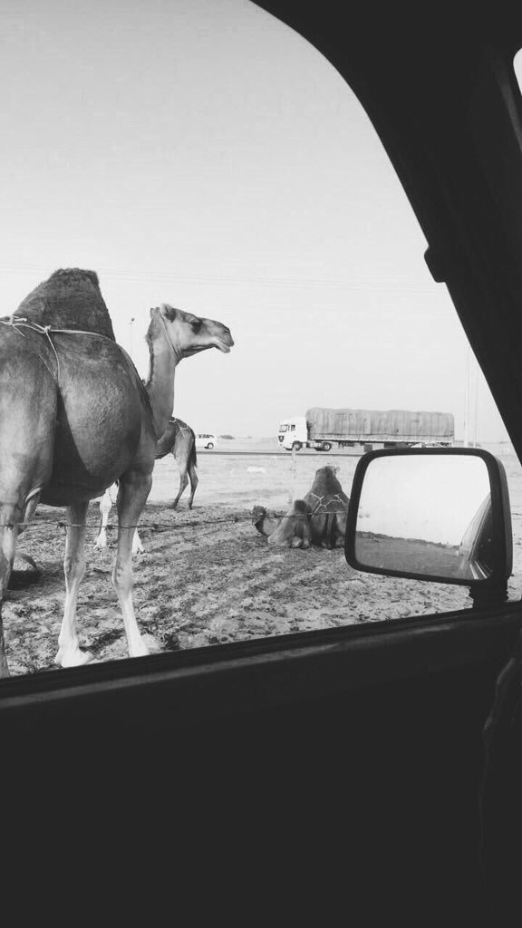 511otb___'s tweet image. ㅤㅤㅤ 

البل لها في القلب منزل ومرباع 
سند الرقاب ام العيون الوساعي .