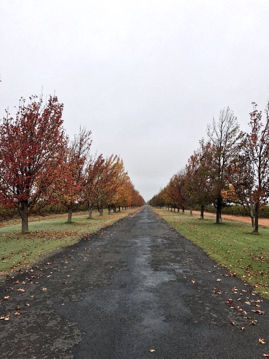 mrhomebooty's tweet photo. Beautiful avenue leading down to @springfieldwine π·π #tastethelifestyle #WackyWineWeekend #springfieldwine https://t.co/DayzBtR6xD