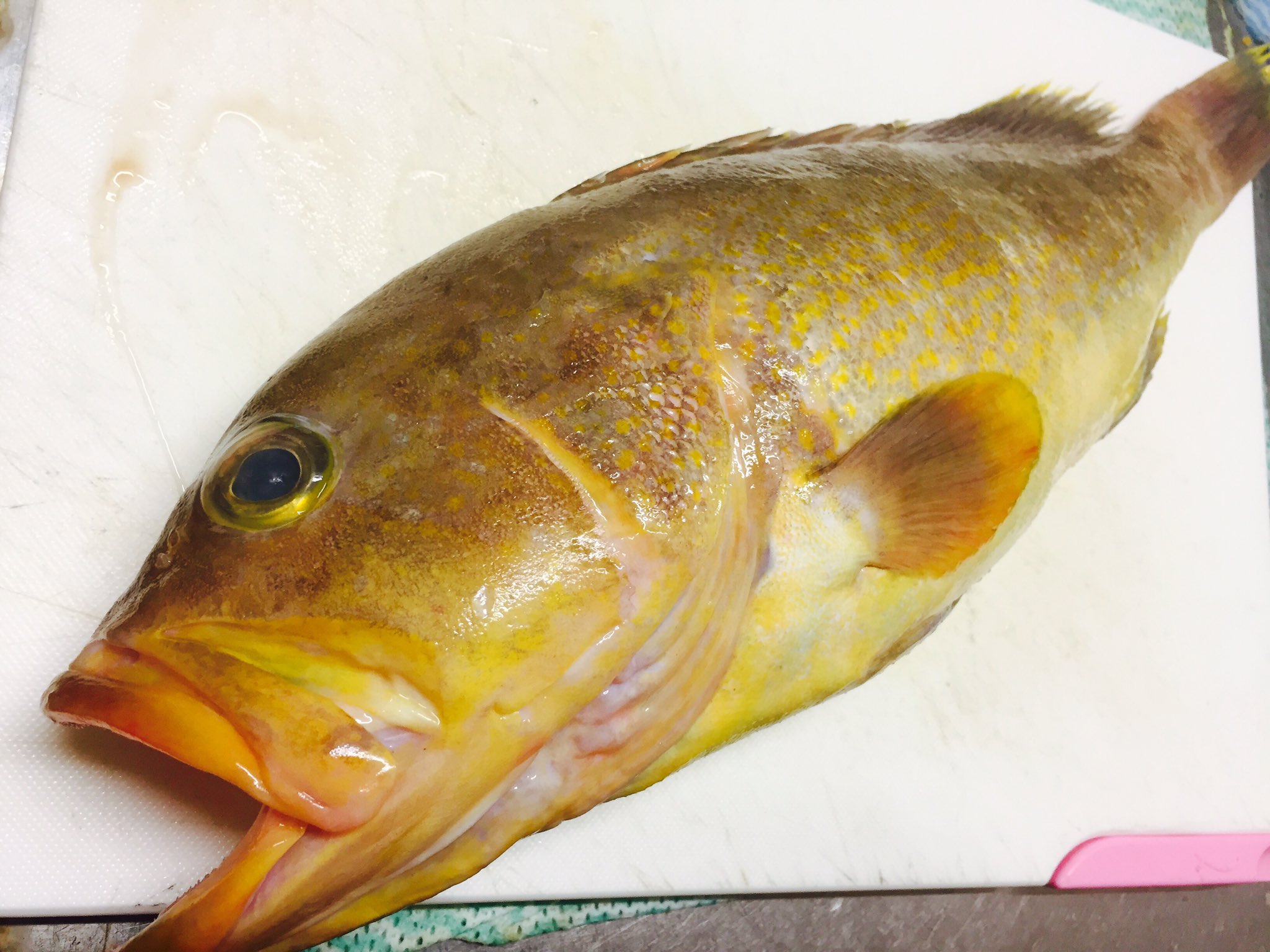טוויטר キッチンバル 伸 בטוויטר こんにちは 本日は高級魚 黄ハタを購入してきました ハタ系は本当に美味しいです 本州では基本お刺身メインで食べますが 沖縄ではミーバイのマース煮で食べたり 今回は お刺身800円 カルパッチョ850円 限定2名分あら煮 טוויטר キッチンバル 伸 בטוויטר こんにちは 本日は高級魚 黄ハタを購入してきました ハタ系は本当に美味しいです 本州では基本お刺身メインで食べますが 沖縄ではミーバイのマース煮で食べたり 今回は お刺身800円 カルパッチョ850円 限定2名分あら煮