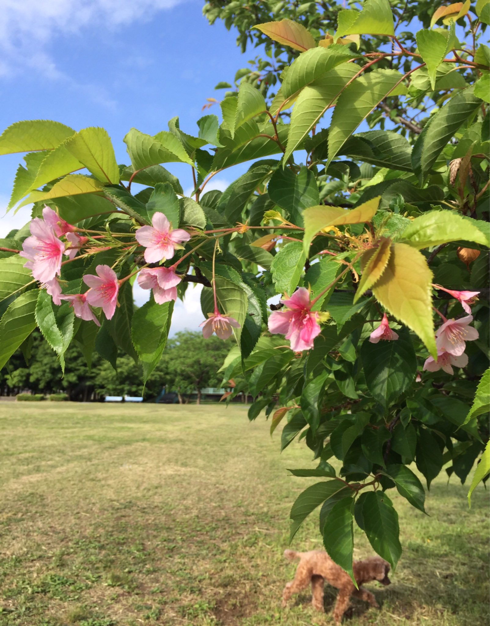 季節外れの桜 Twitter Search Twitter
