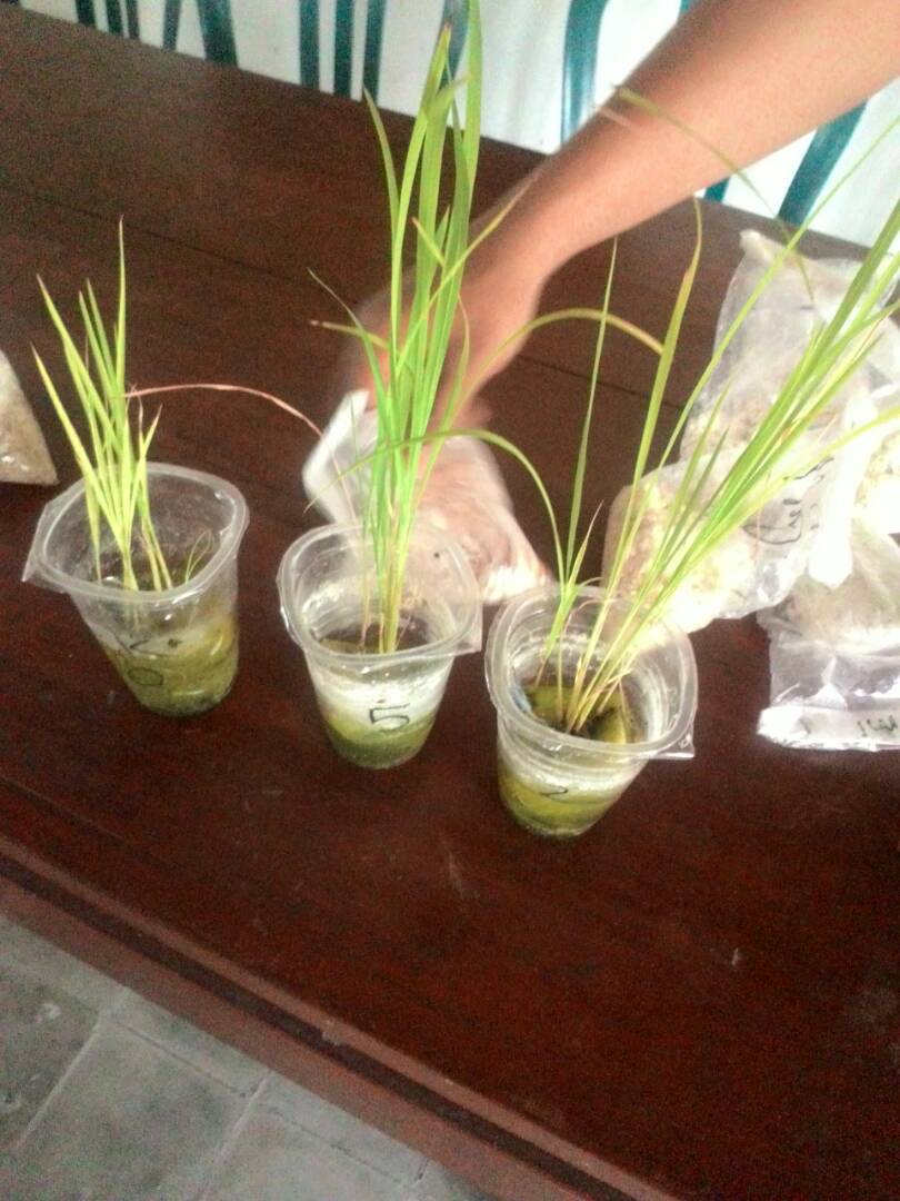thlpoptjateng's tweet photo. Pelatihan pengbangan Agen Hayati di Karangdowo Klaten oleh POPT. Menuju pertanian yg sehat&amp;ramah lingkungan @ganjarpranowo @DistanbunJateng https://t.co/iiNujD2Wo5