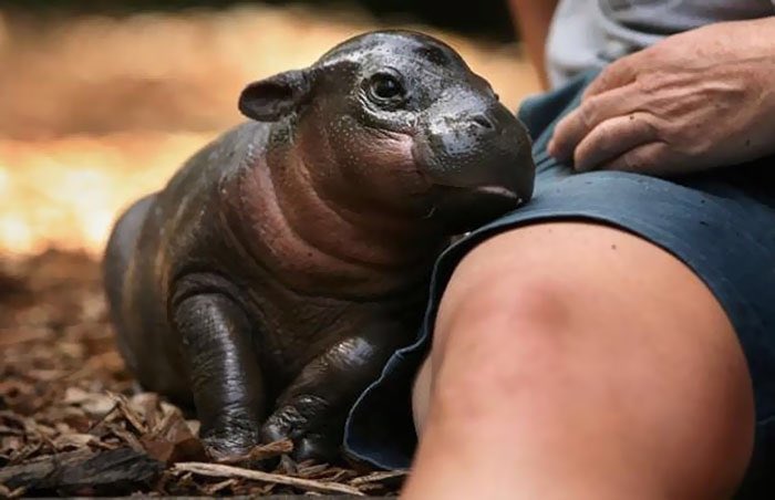 August Les Hippopotames Nains C Est Une Autre Espece Encore Plus Petite Et Mignonne Comment Ne Pas Fondre
