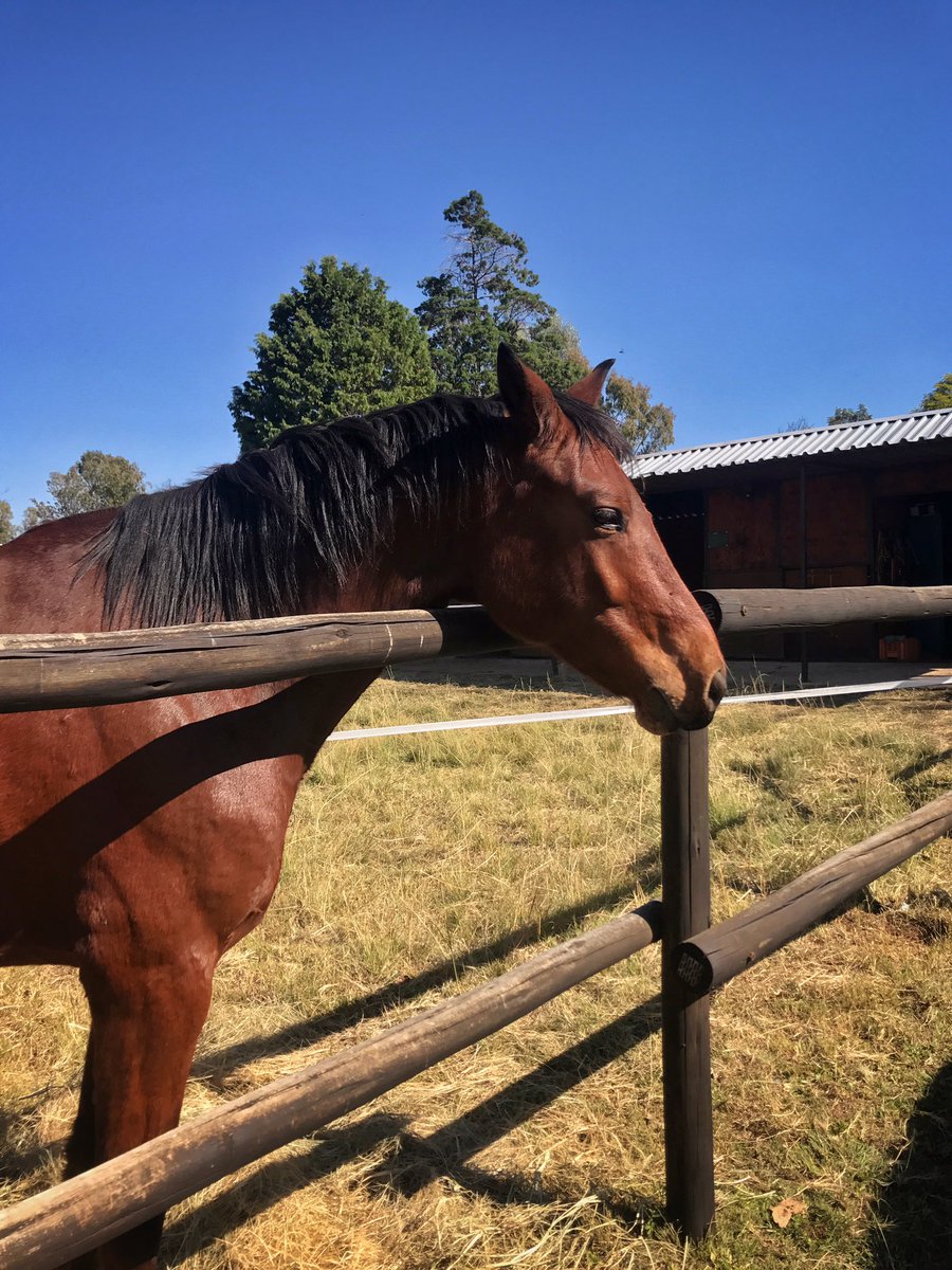 Medium_Red's tweet photo. Rough past two weeks... seems as though we underestimated the damage  caused by the snake bite. But we remain positive. #horse https://t.co/iOwSZrSdb7