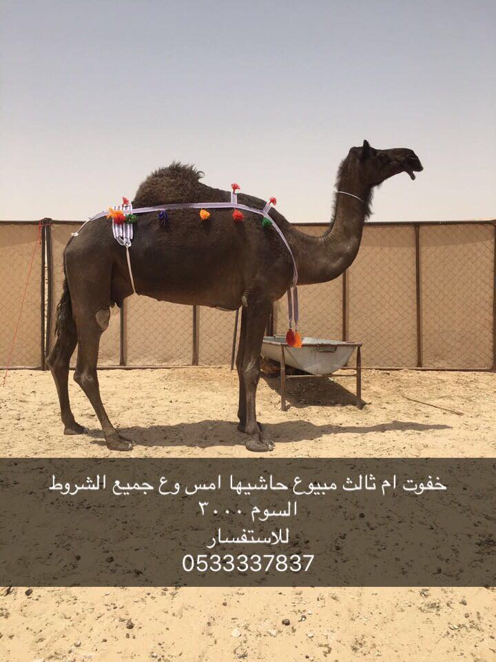 خفوت ام ثالث مجهم