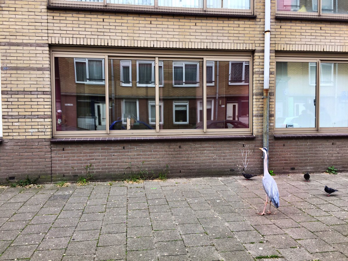 simon de waal tweet media