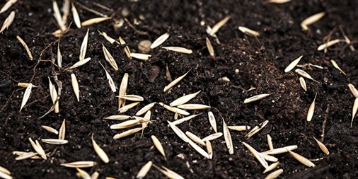 WeedProLawnCare's tweet photo. What is over seeding, and how is it useful?
#weedpro
https://t.co/EsGPUkjzzA https://t.co/RErDWuXal8