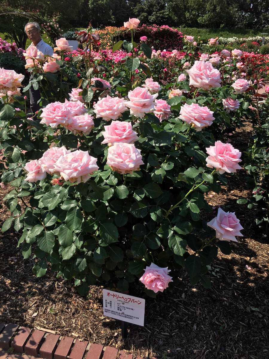 林田 雪菜 やっぱりなんだかんだバラは美しいから好き 素敵 オードリーヘップバーン はバラの花まで美しかった 願わくば 濃い青の綺麗なバラを新しく品種改良して 雪菜って名前のバラにしたいななんて思ったり 笑 カントリーパークのバラ