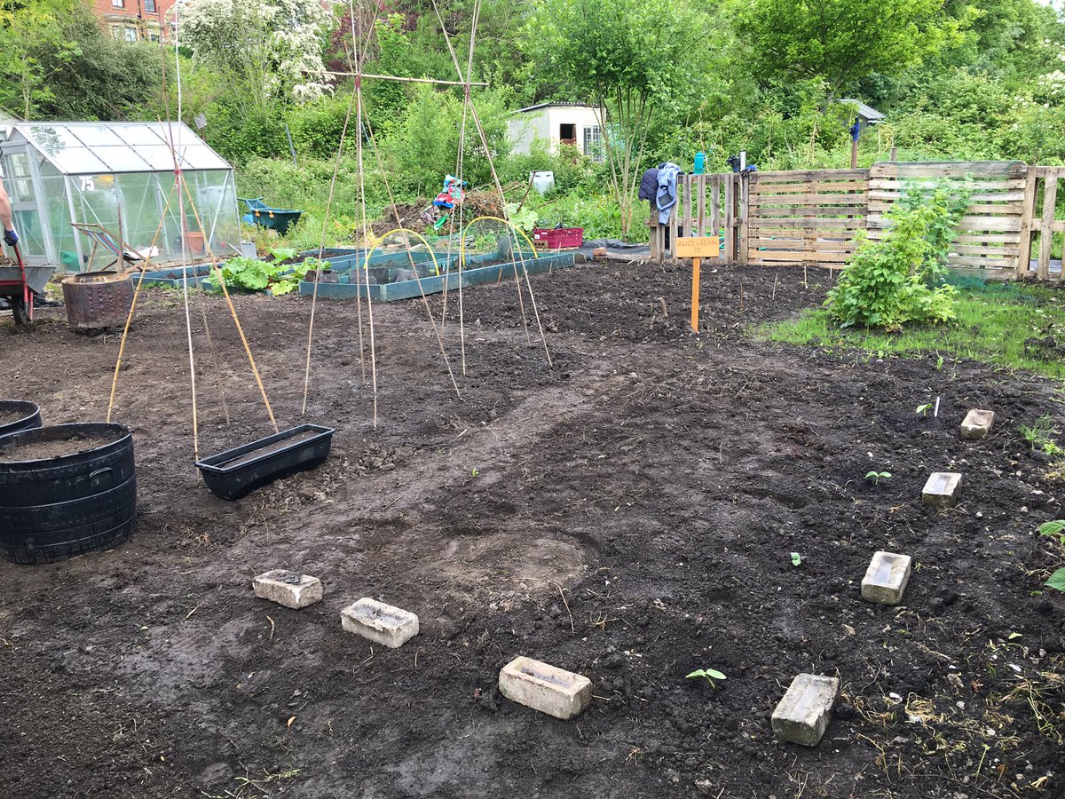 allotment75's tweet photo. Got so much planted out today at the #Allotment finally managing the weeds too 👏🏻#GYO https://t.co/lK0FUoVjUs