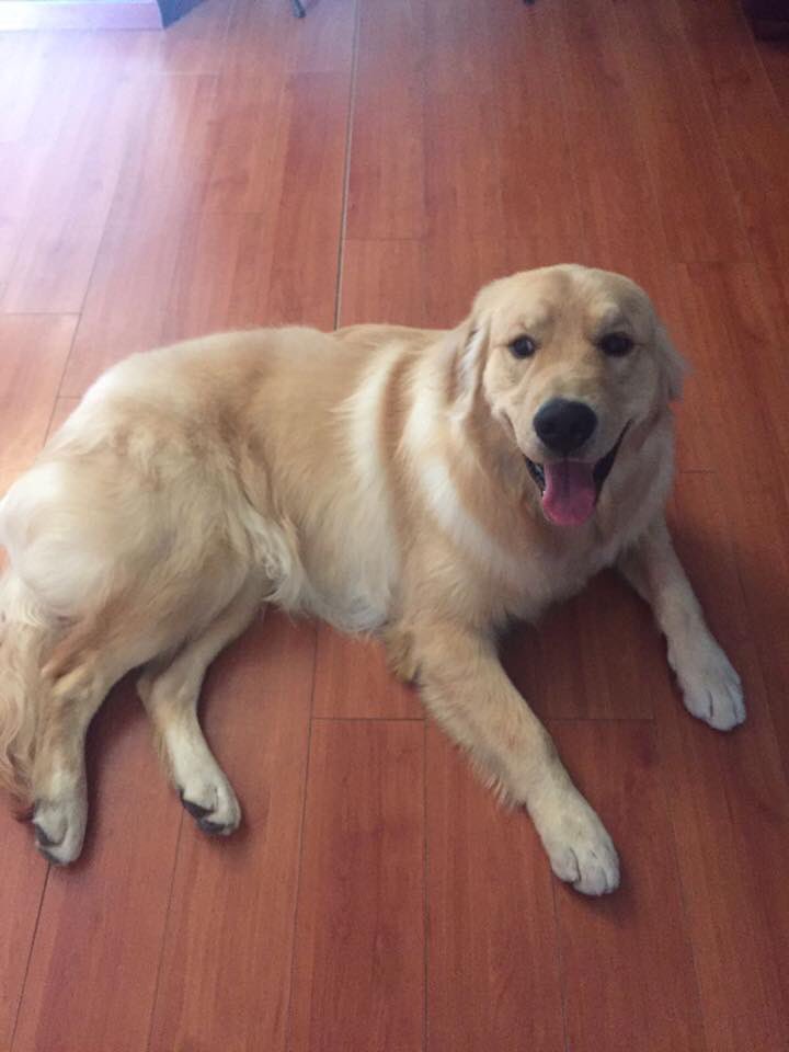 PalomaGytn's tweet photo. Ayúdanos a encontrar a mi perro Tod. Golden Retriever 10 meses, se perdió en la Hidráulica. ✖️RECOMPENSA✖️ / @elgoberdezac RT porfa gober😢🙏🏻 https://t.co/tCHQCKtdJI