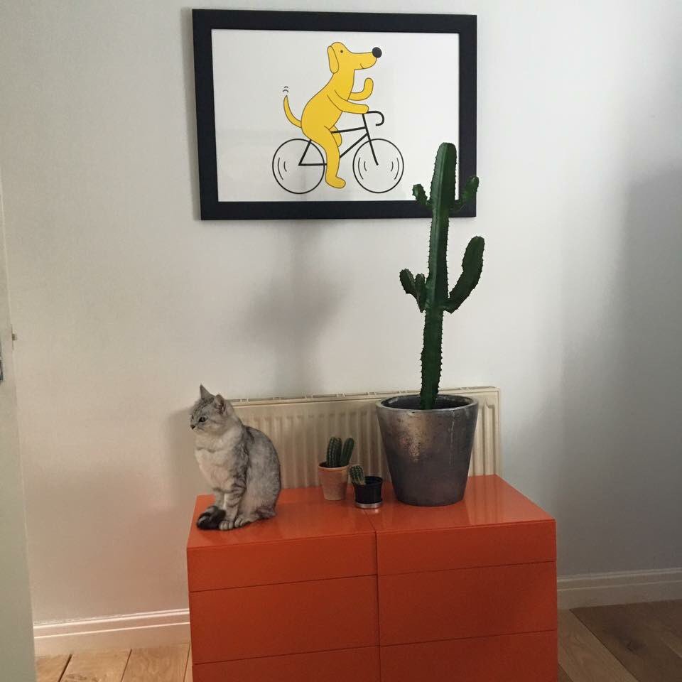 <a href="/ReckageAtHome/">Reckage</a> this dog looks great in its new home #furniture #cactus #home
