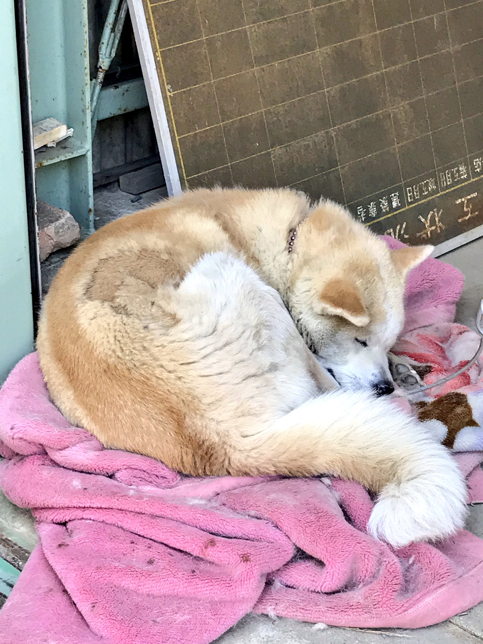 エリヲ 昼間は暑さにダラけてた実家のモフモフ達 秋田犬のモミジは毛の生え変わり時期でマダラになってた ゴッソリ抜けるのがちょっと快感 姐御なチビは隙間から出てる感じがアレだ シンゴジの蒲田くんぽい W T Co Ksfjnibasy Twitter