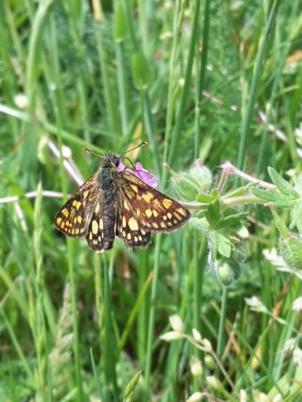 sjorsdekort's tweet photo. Bont dikkopje (Carterocephalus palaemon). Riebos Lommel. #natuurpunt #Kempense heide https://t.co/a3J05HXIEG