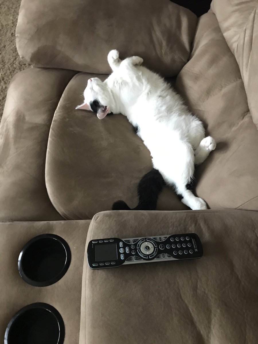 xPepper_The_Cat's tweet photo. Lazy #Caturday @Starbucks_Cat1 https://t.co/L2GE7l9oJi