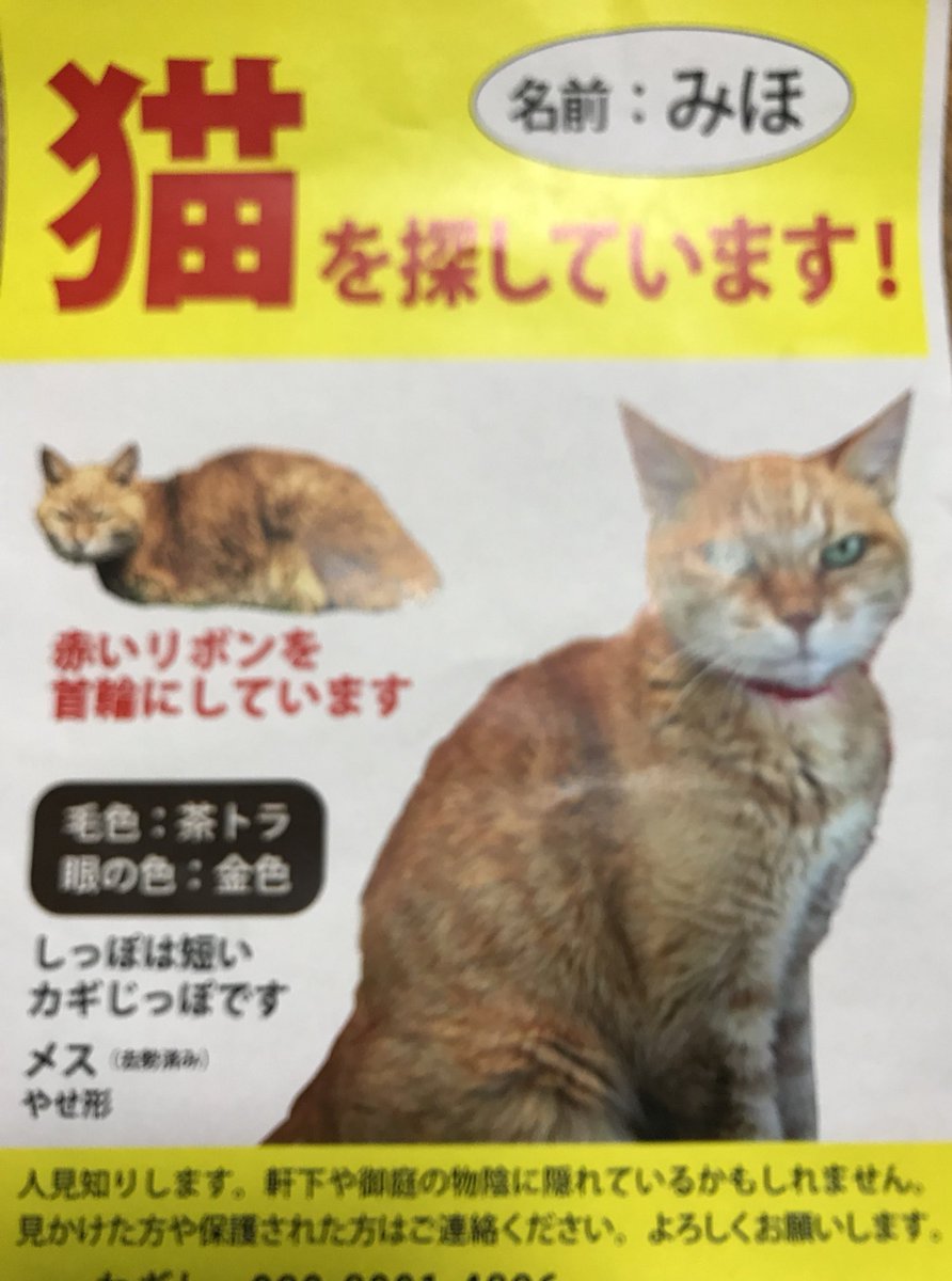 猫の絵空事 Nekonoesoragoto Twitter