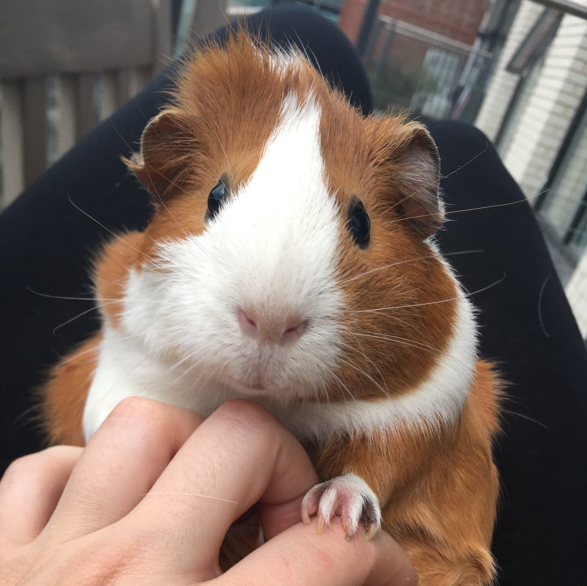 Piggiesonwheels's tweet photo. @PetsatHome #VIPjun2017 - it's Muffin β€οΈ adoptee from @PetsatHome Friern Barnet branch π https://t.co/kYSpOf9erI