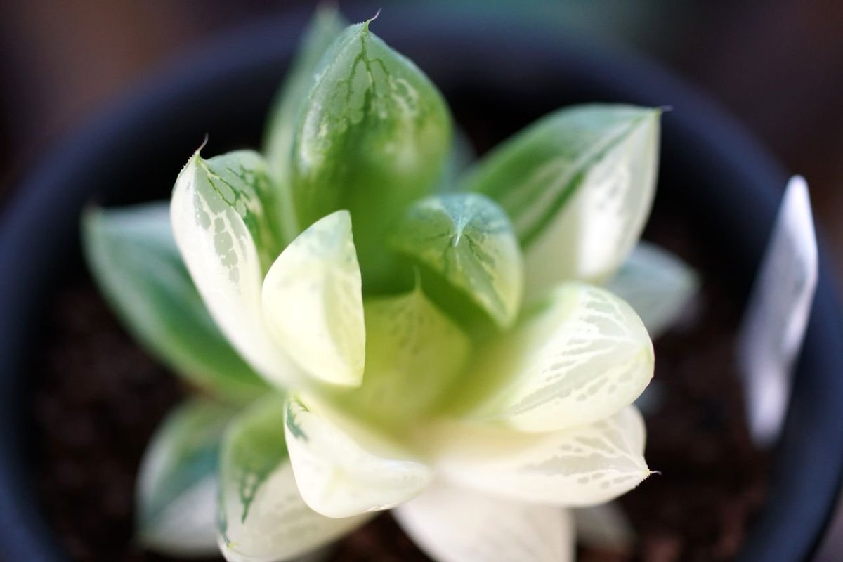 しらたき على تويتر 比較的よく見かけるけど ハオルチア宝草錦はキレイだ