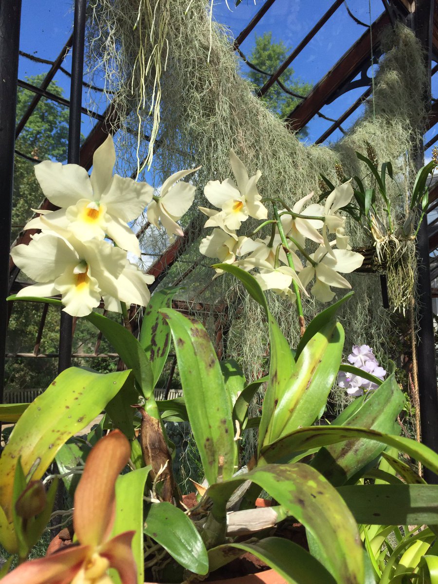 CUBotanicGarden's tweet photo. There are still places on this afternoon's #free #tours at the Garden #endangered #plants #plantpatterns #secret life of #trees. Sign up! https://t.co/HK8NrR390e