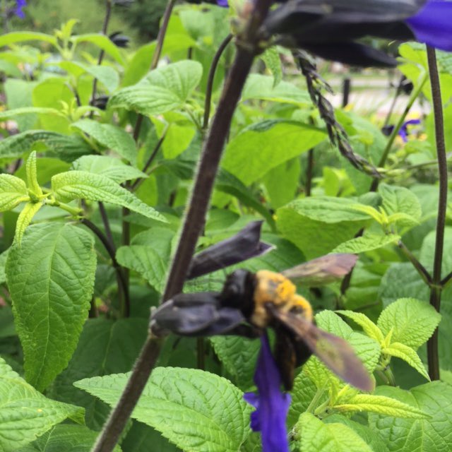 SCFOF's tweet photo. Good Saturday morning from @UptownGreenwood! Bees are loving the blooming salvia at the water feature! #GreenwoodsBlooming #SCFOF50th https://t.co/Zl75cTzaNM