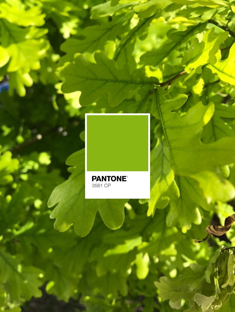fffantone's tweet photo. #greenery, #coloroftheyear2017 https://t.co/adeEoFtgKc