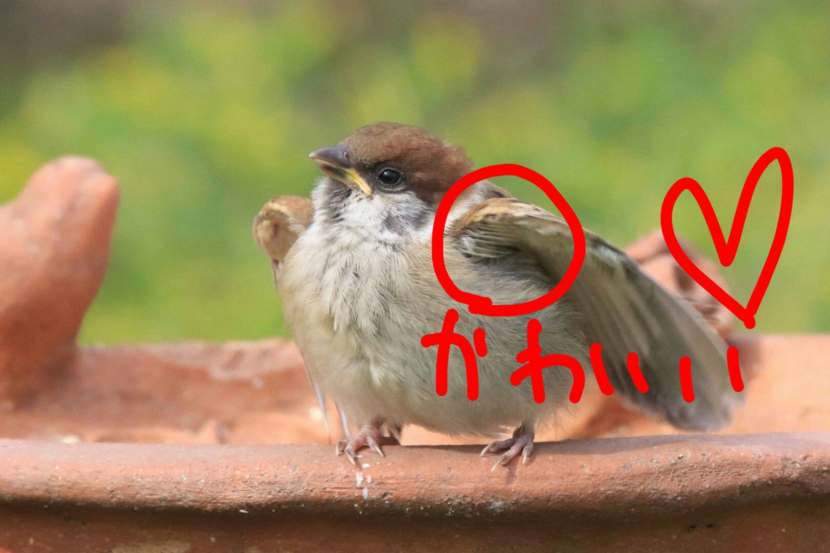 みかちゅん ө さっきのrtの丸いちゅんたですが ちゅんたさんの脇の下のポヨ毛かわいすぎてさわりたい ちゅん活 すずめ 雀 スズメ T Co Ya6kasjaqx Twitter みかちゅん ө さっきのrtの丸いちゅんたですが ちゅんたさんの脇の下のポヨ毛かわいすぎてさわりたい ちゅん活 すずめ 雀 スズメ T Co Ya6kasjaqx Twitter