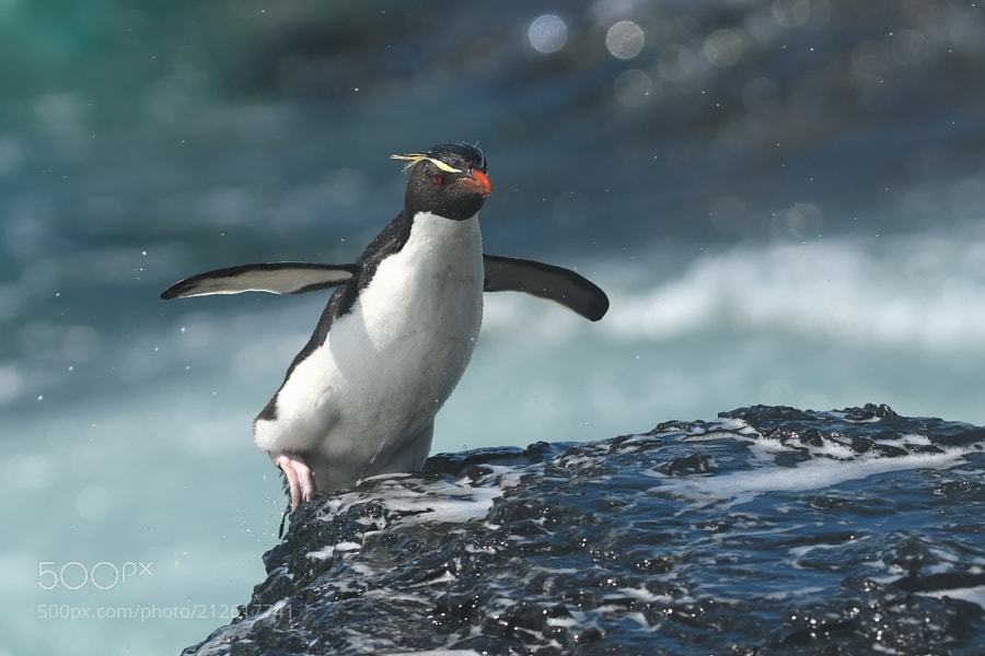 Randallr75's tweet photo. #Photography | Rockhopper Penguin | #PhotoOfTheDay #Travel #Photo https://t.co/Fv0Lq7JkTN