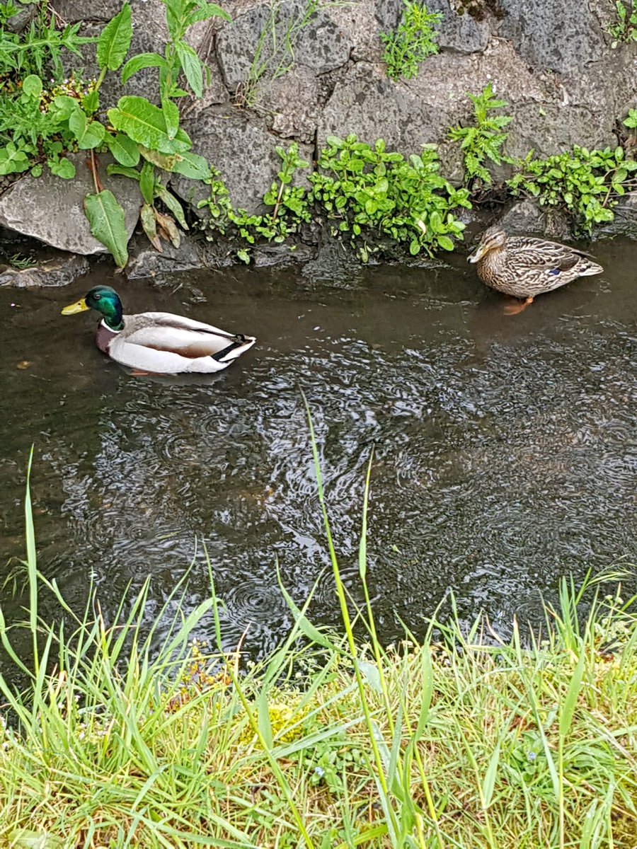 Cheriorme's tweet photo. @MattGossDucks saw these today 😊 lovely weather for them 😊 https://t.co/q2fZOJrubb