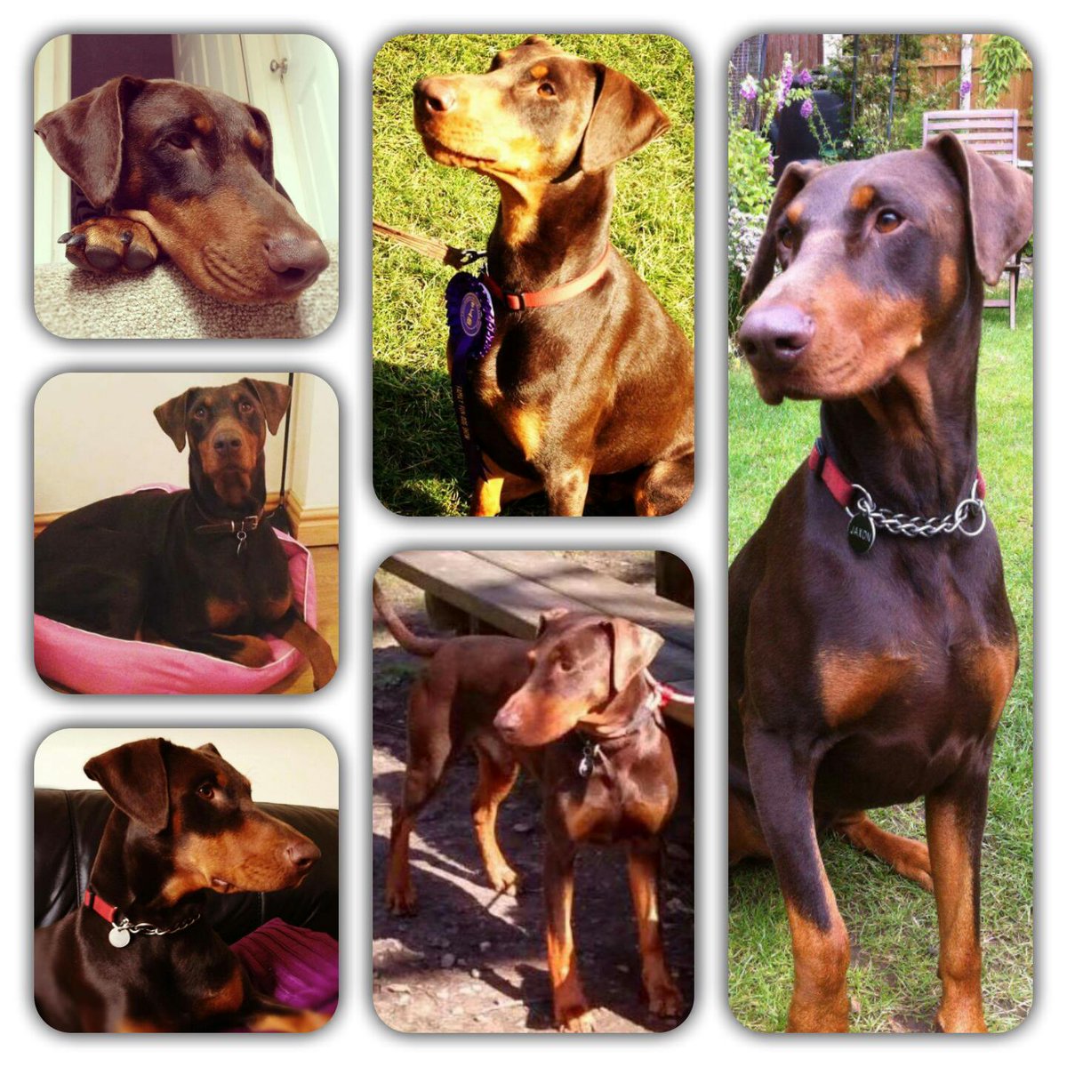 FindOurPup's tweet photo. Dogs are family Their loss brings real heartache Please help #FindJaxon 20/05/16 #Nottingham
https://t.co/l2xFKAUpIA