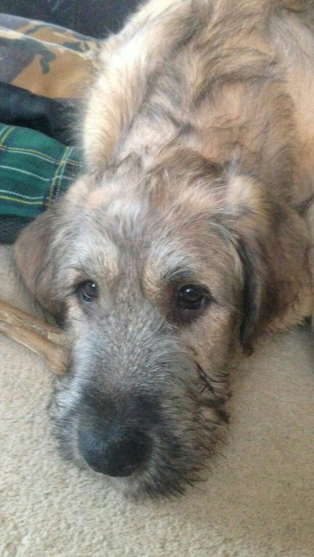 ESBR_Cher's tweet photo. @Esbr_Ian /picturenotquiterelated #... #woof https://t.co/iaqQDRuh4h