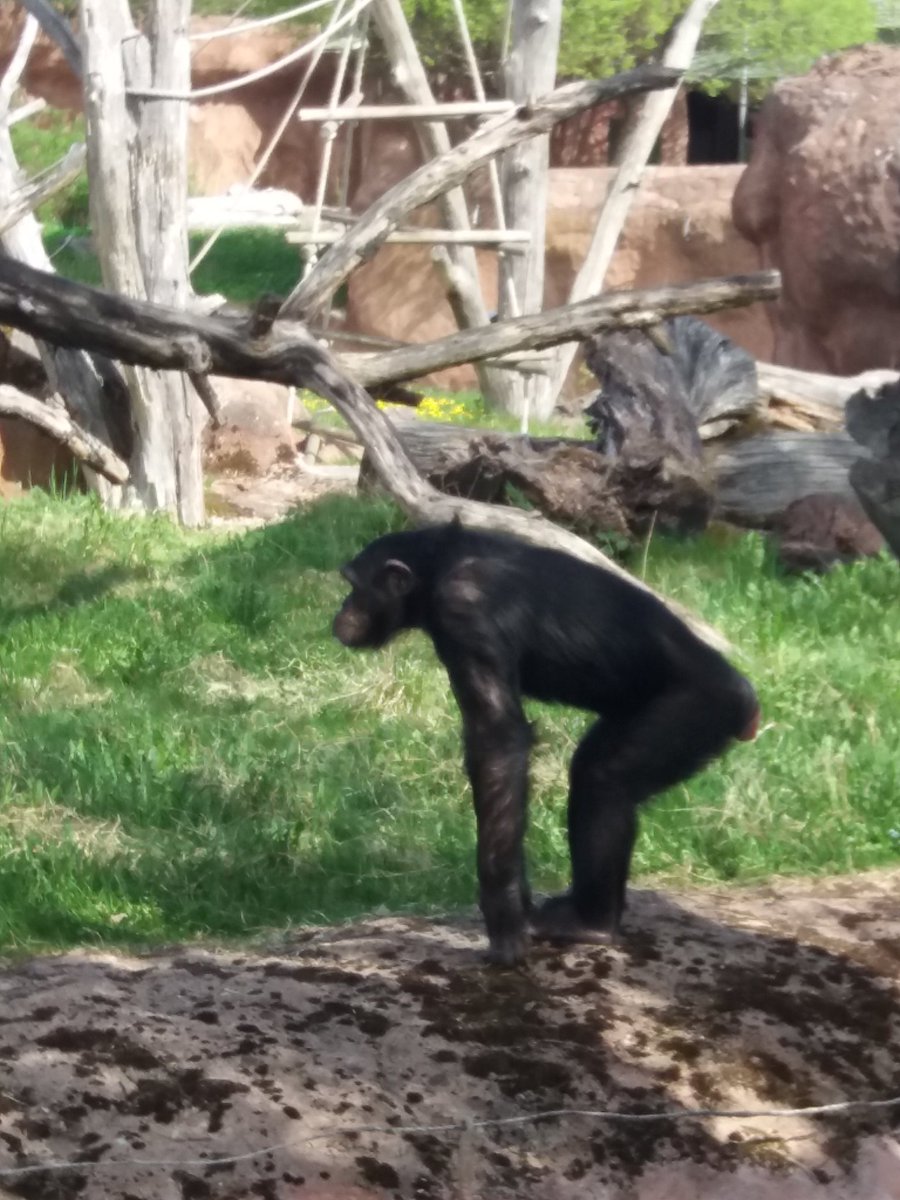 pstromming's tweet photo. Furuvik med karuseller &amp; matning av aporna avklarat🐵
Inte så stor skillnad mot gårdagskvällens Oppala Awards.. #kusiner https://t.co/YwfvZRzdg6