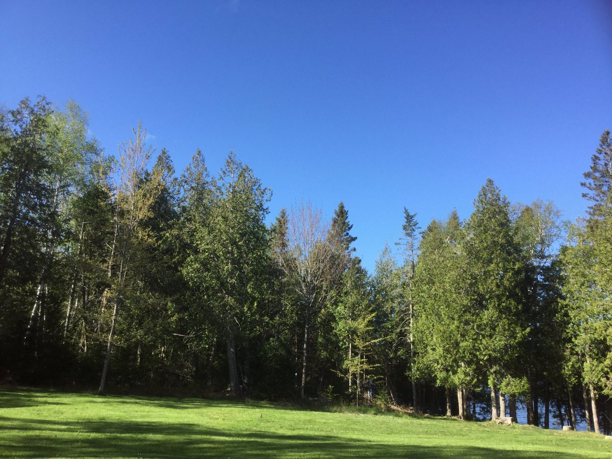 今朝の気温8 今日も最高に美しい朝 ここは北海道と緯度が同じで亜寒帯の気候で 杉 シーダー や松 パイン のような針葉樹に覆われてます 真冬も葉が落ちない針葉樹は英語でもevergreen 常緑樹 と言いますね Maine メイン州 Trinitynyc Scoopnest
