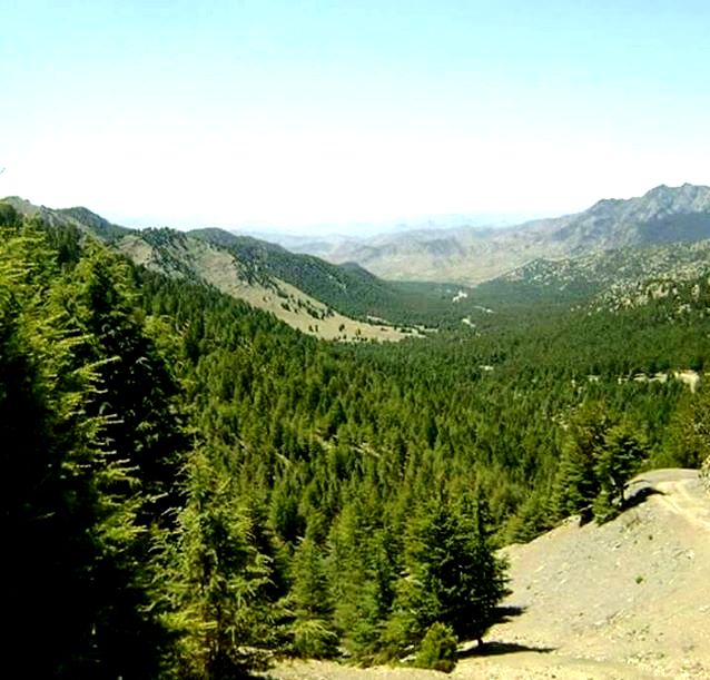 realwaziry's tweet photo. The fertile lands of #Paktika province. 

#Afghanistan #Barmal #Ziruk #Shekin https://t.co/28EjKr12Og