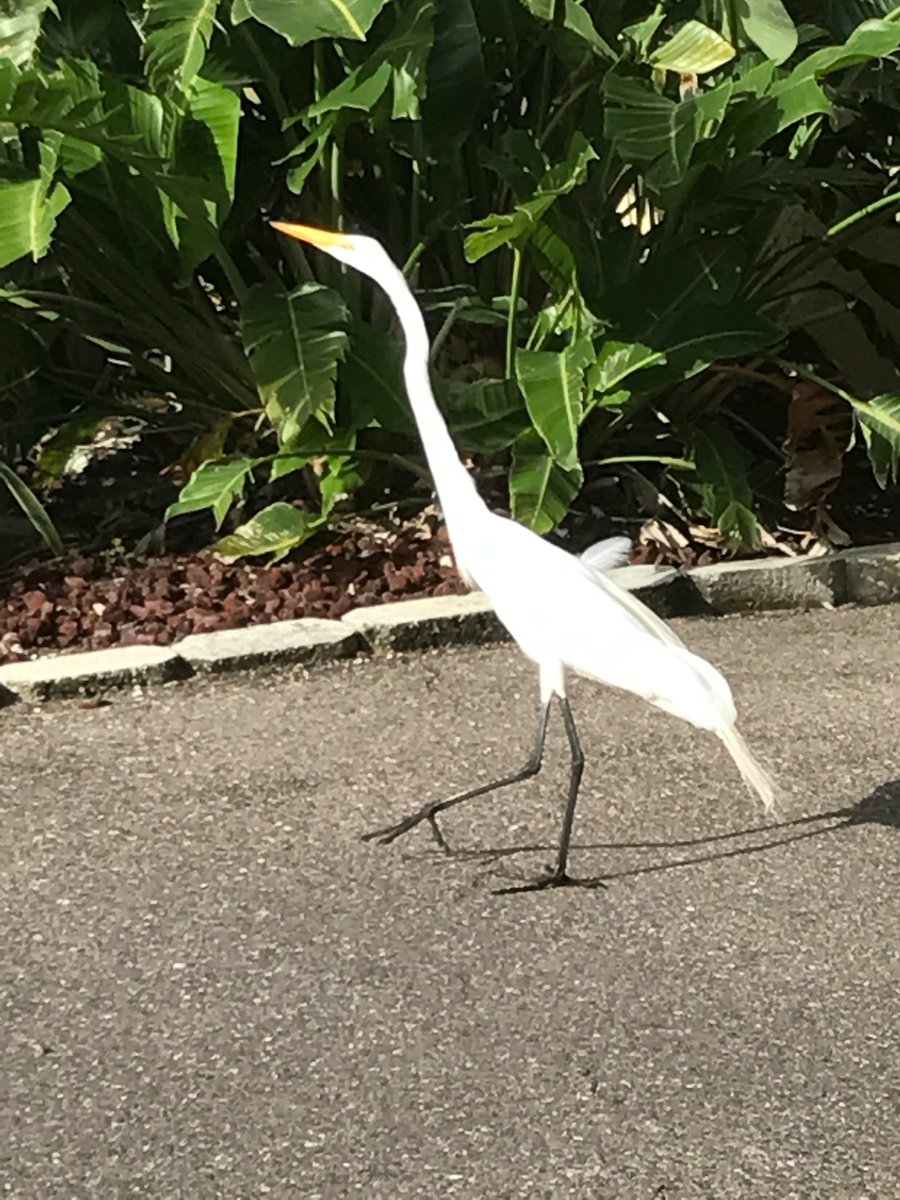 longhandnotes's tweet photo. Upturned hunting spear
To upward marching baton
Turns the egret's bill

#haiku #GreatEgret #StPeteBeach #PlatformChange #gait #NotInAHurry https://t.co/xJTvngRST4