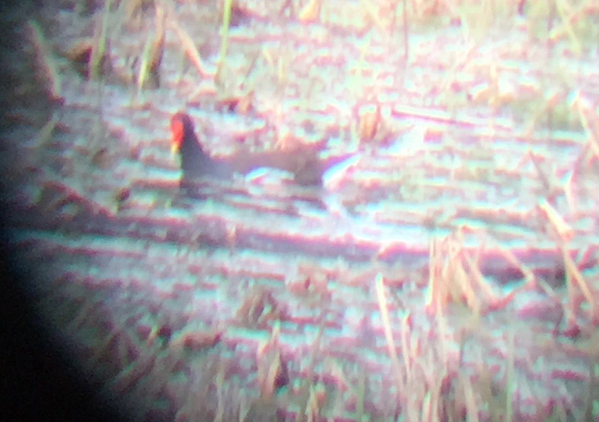 Lubāna D tornim jauna suga sarakstā - ūdensvistiņa. #TornuCinas