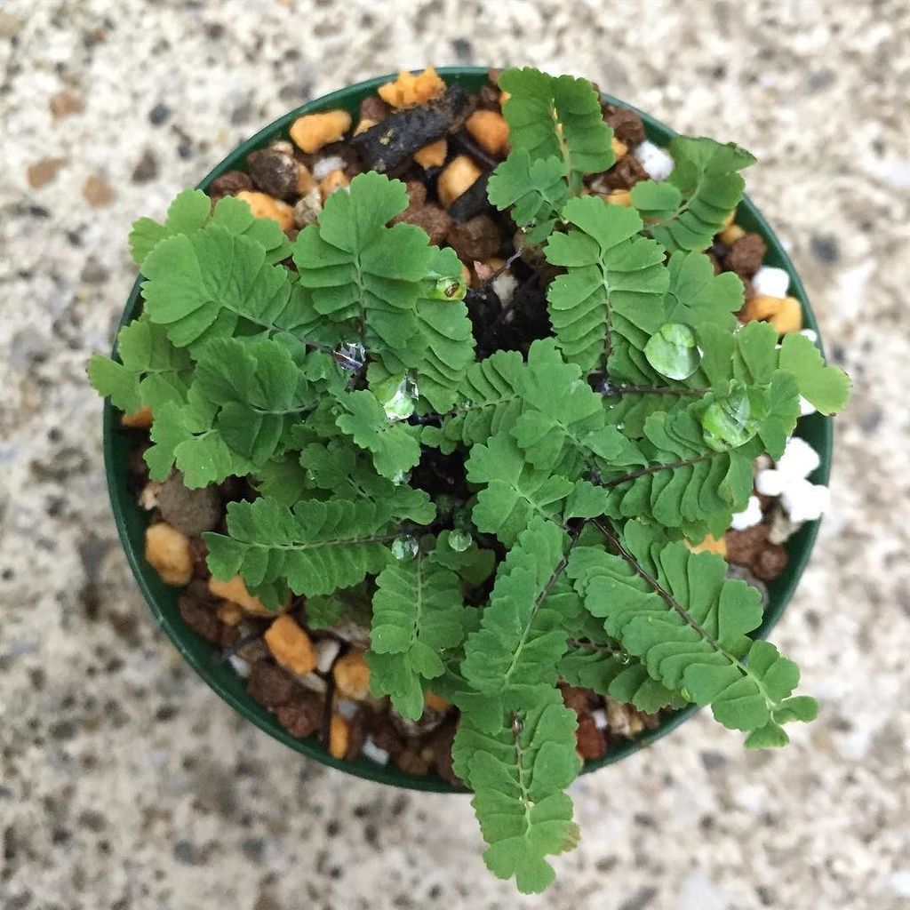 quomiphytum's tweet photo. #2号鉢 #小さい #かわいい #アジアンタム #Adiantum #pedatum の #dwarf #ってこと? #ヒメクジャクシダ #ホウライシダ科 #Pteridophyta #Pteridopsida #Adianta… https://t.co/scc15mgWRR https://t.co/NucTymgpPf