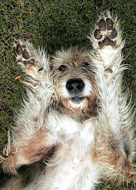 ESBR_Cher's tweet photo. @Esbr_Ian /maybe this one is related(?) /imagine it's your so- dog.. /shouldstopspammingpic https://t.co/qyaSvyZec4