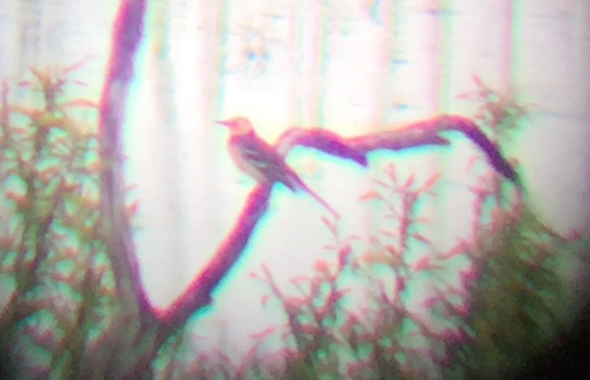 un te viena Lubāna parastība - citroncielava #TornuCinas