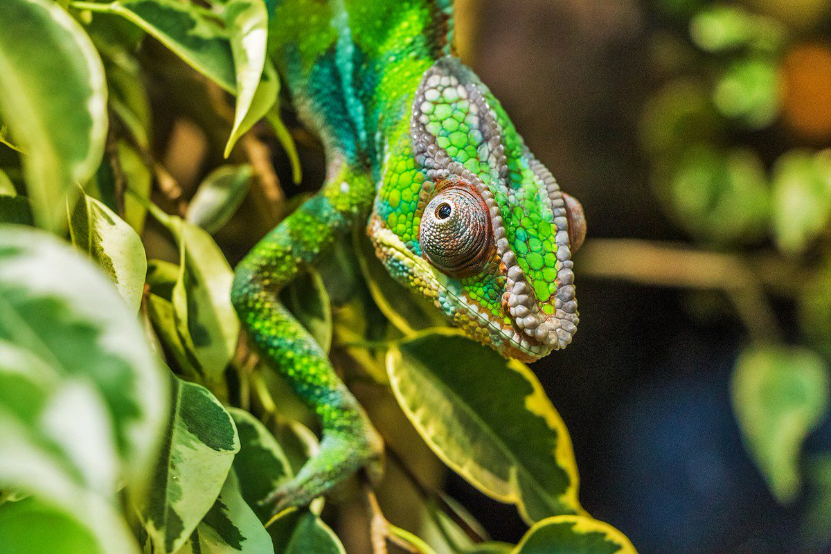 tribalingual's tweet photo. Why does a thânkik (#chameleon) change colours? Find out why according to the #Gangtes + other explanations at: https://t.co/Nkxnk8OKdl https://t.co/5zn7k4Q2Dl