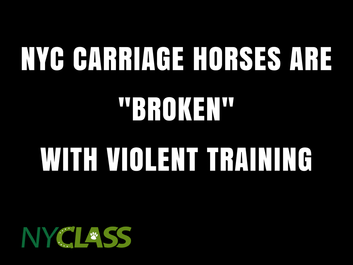 nyclass's tweet photo. Did you know...#RT #BANHORSECARRIAGES #emptythecarriages #animalrights #tourism #centralpark #iloveNY #ilovenyc #NYCgo https://t.co/mDq0gIcmJ3