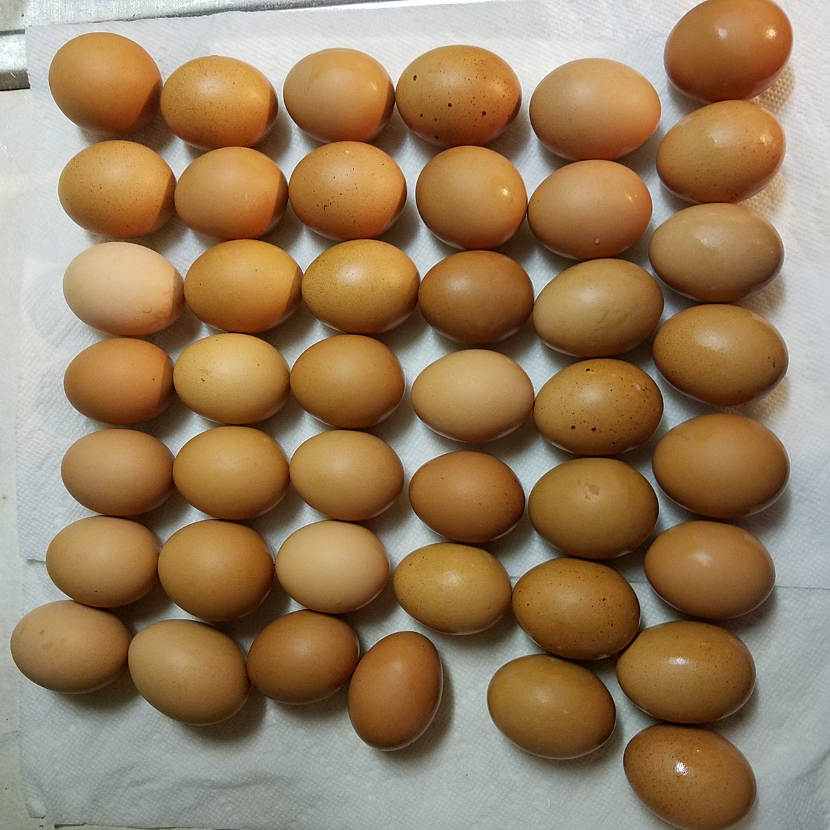 With spring in full swing egg layers tend to produce better than the dead of winter #backyardchickens