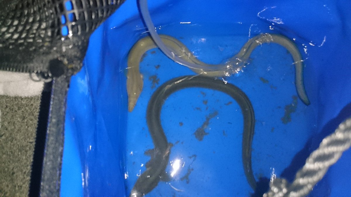 浜名湖うなぎ釣り 浜名湖うなぎ釣り