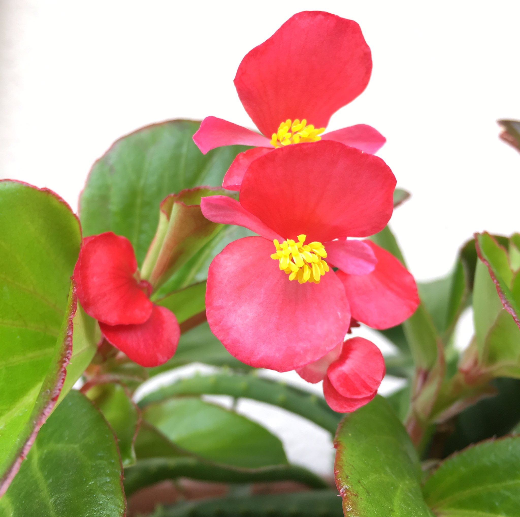 オリーブの花 Twitter Search Twitter