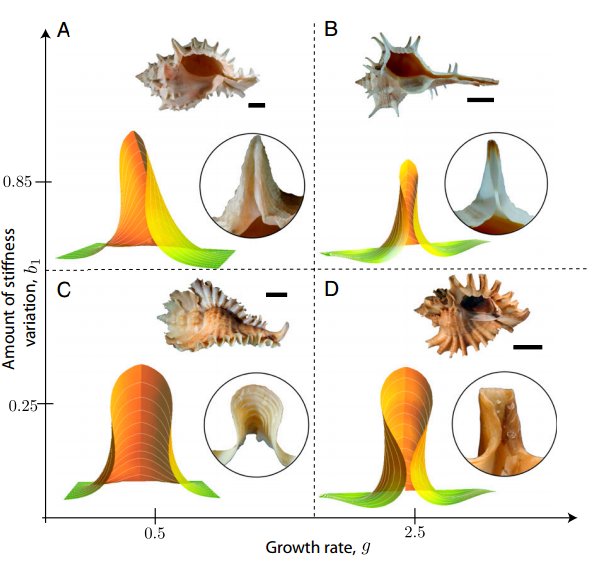 FemoraleShells's tweet photo. Evolution of spiny seashells, https://t.co/4NNrgyUD2C #Convergentevolution #shells #mollusc #evolution #morphogenesis #mathmodel #homoplasy https://t.co/W6Loh73iak